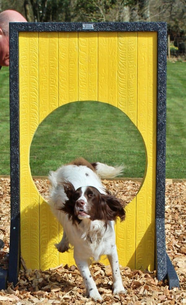 Sustainable recycled plastic dog agility by DCW Polymers durable long-lasting - Hoop jump